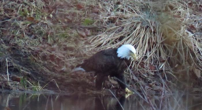 A bald eagle looks into the dark waters of the Merrimack River from the shore.
