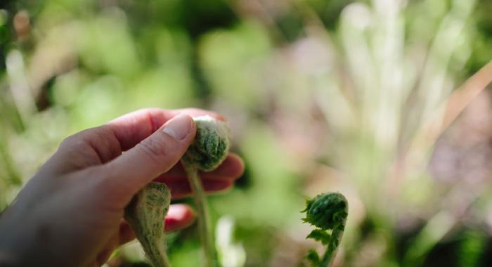 Hand touches a fern's fuzzy fiddlehead