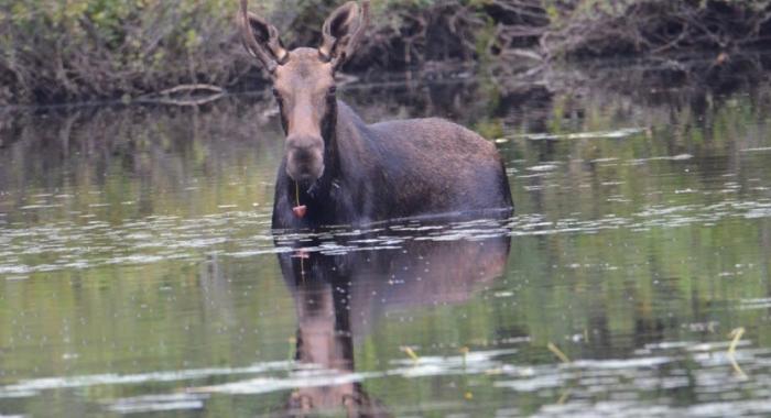 A moose stands belly-deep in water of pickerel pond while eating water lillies on Thom Thomson's Orford NH Tree Farm