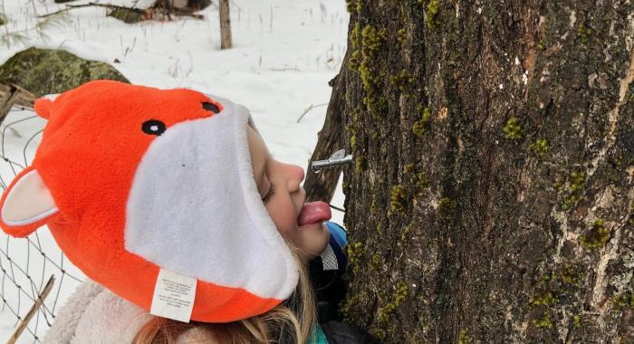 A girl sticks her tongue out under a steel tap for a taste of sap.