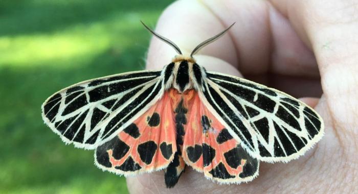 Colorful complex black and orange pattern of Virgin Tiger Moth suggests a stained glass window pattern