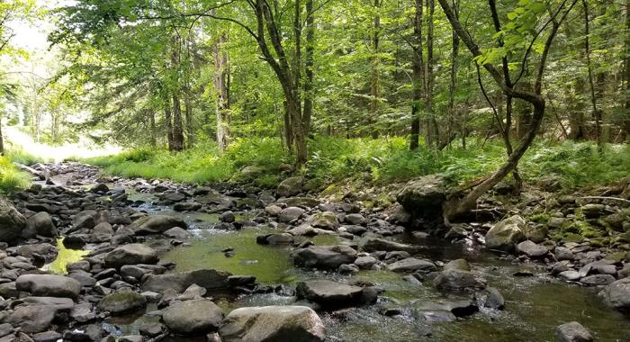 Blow-Me-Down-Brook flows adjacent to the Forest Society's proposed addition at Yatsevitch Forest.