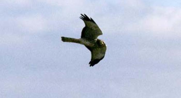 A northern harrier in flight.