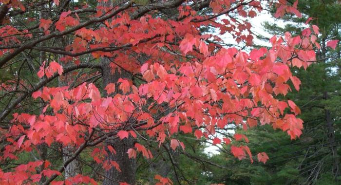 A branch of red maple with pinkish-red leaves