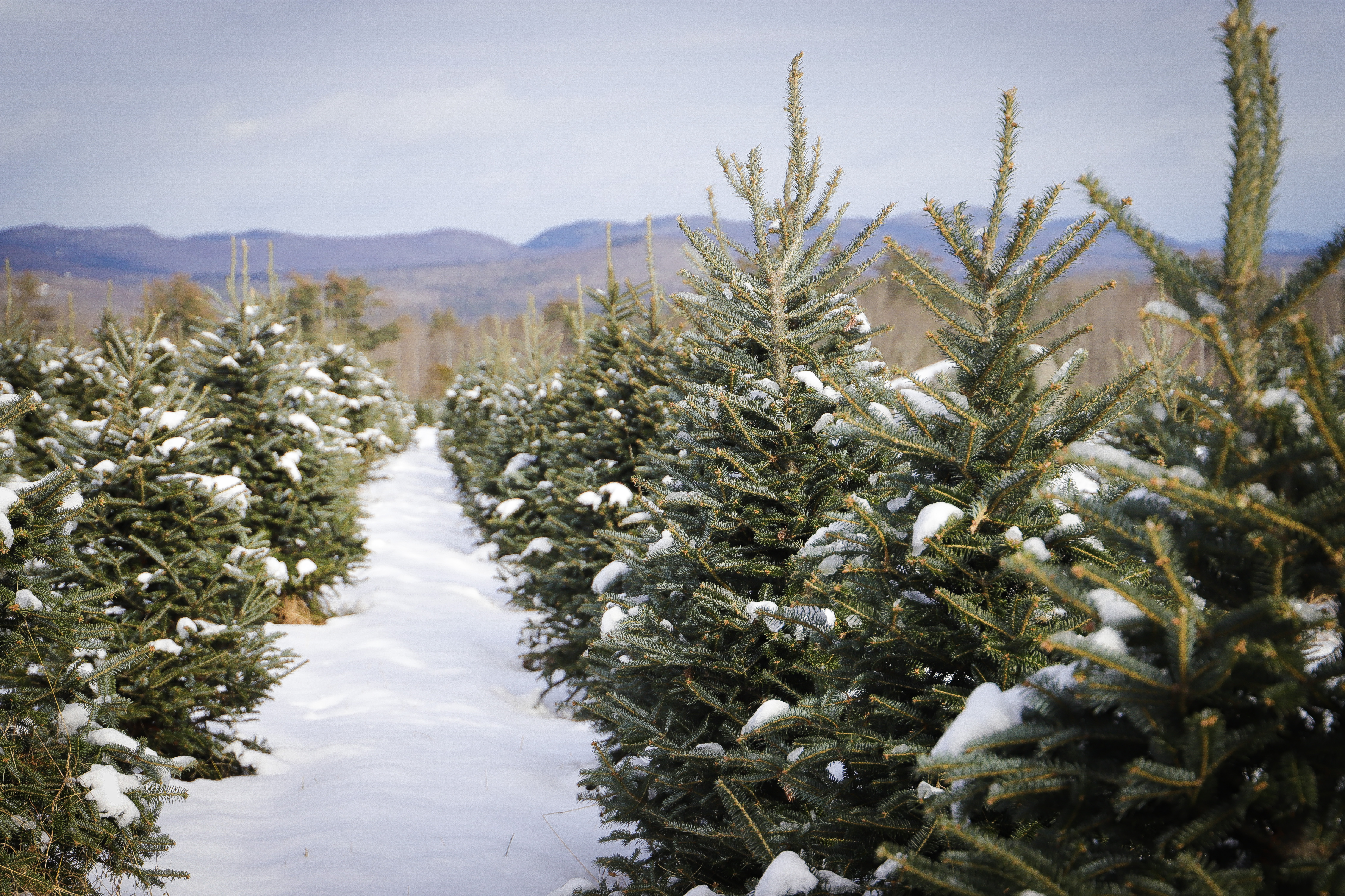 Looking through the rows of Christmas trees at The Rocks in winter.