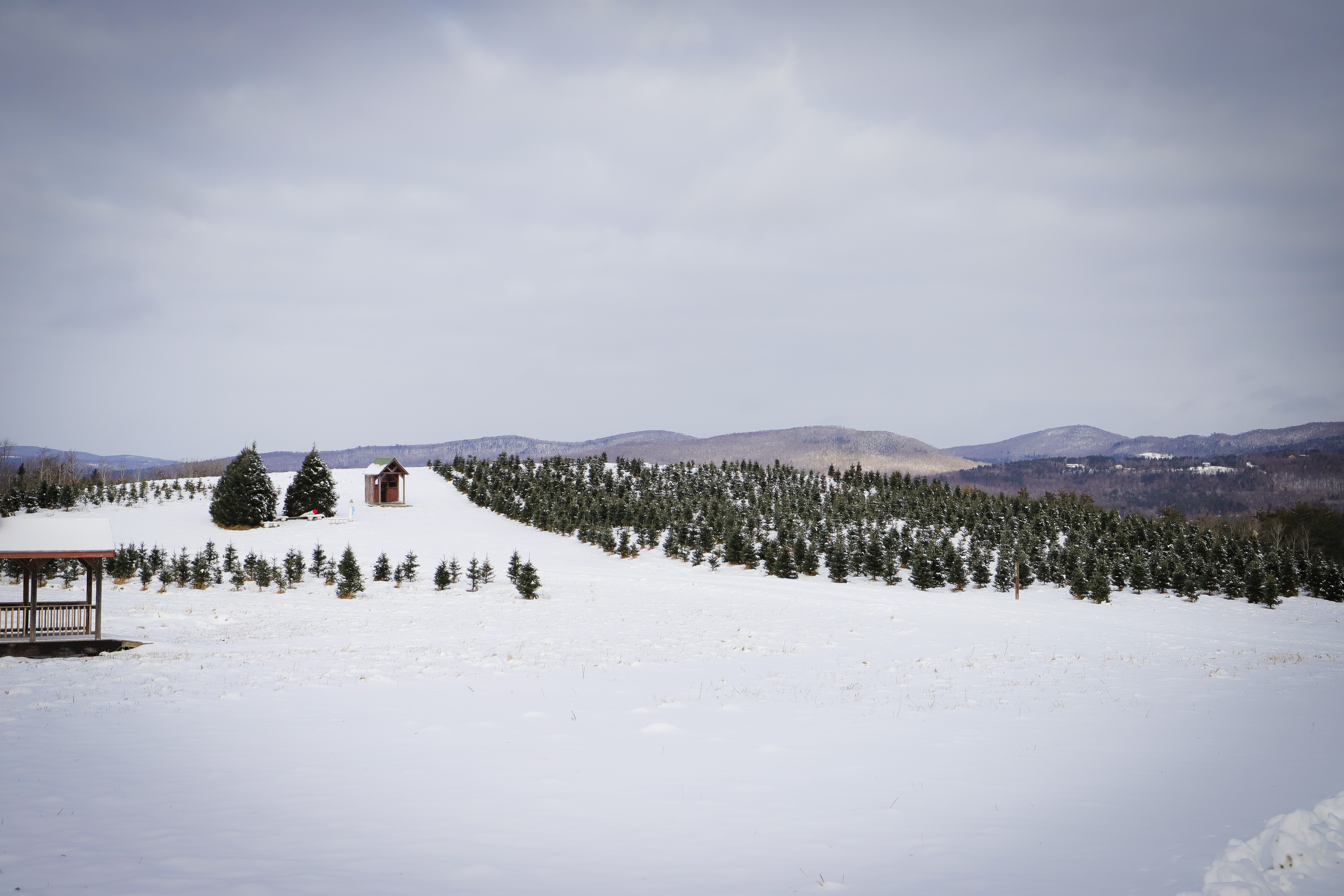 A view of the Christmas tree fields in winter.