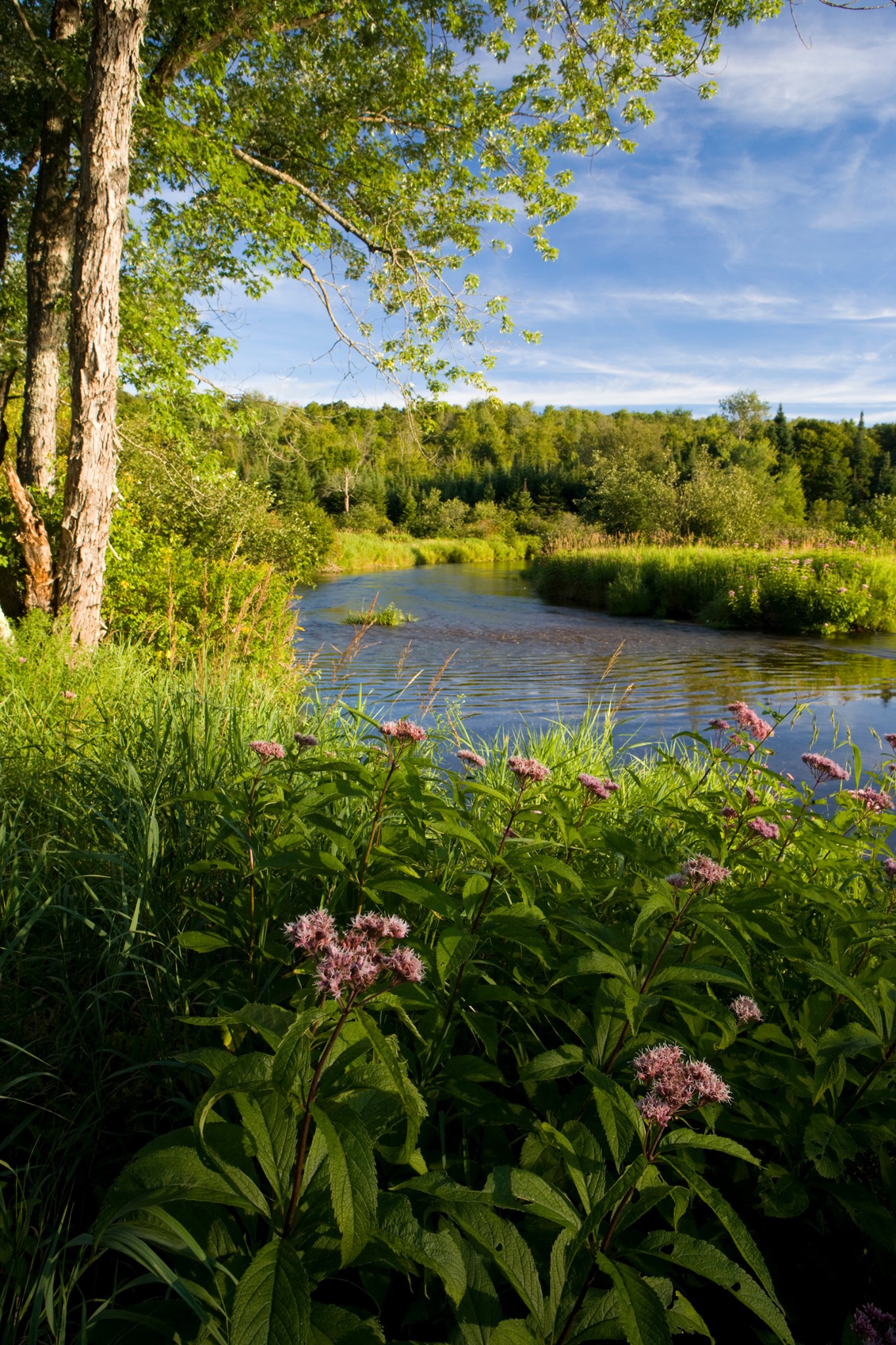 A river flows by a forest and pink wildflowers on the shore.