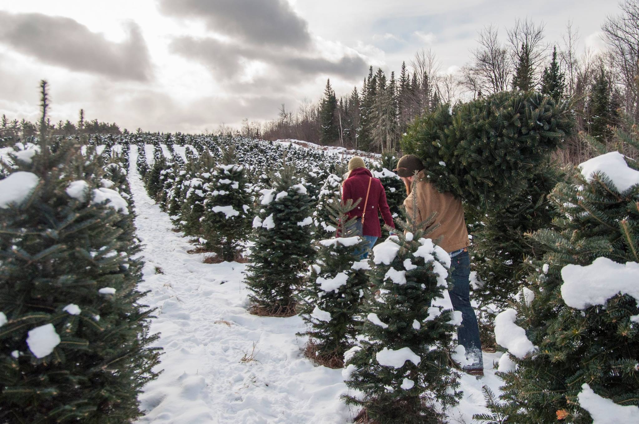 A couple carries their Christmas tree at The Rocks.