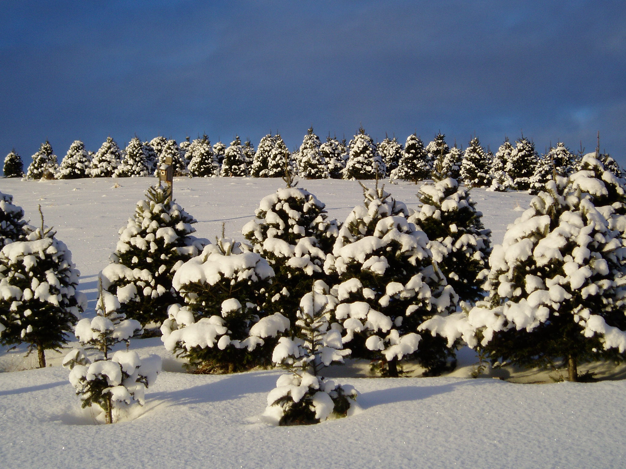 Rows of Christmas trees are covered in snow in wintertime.