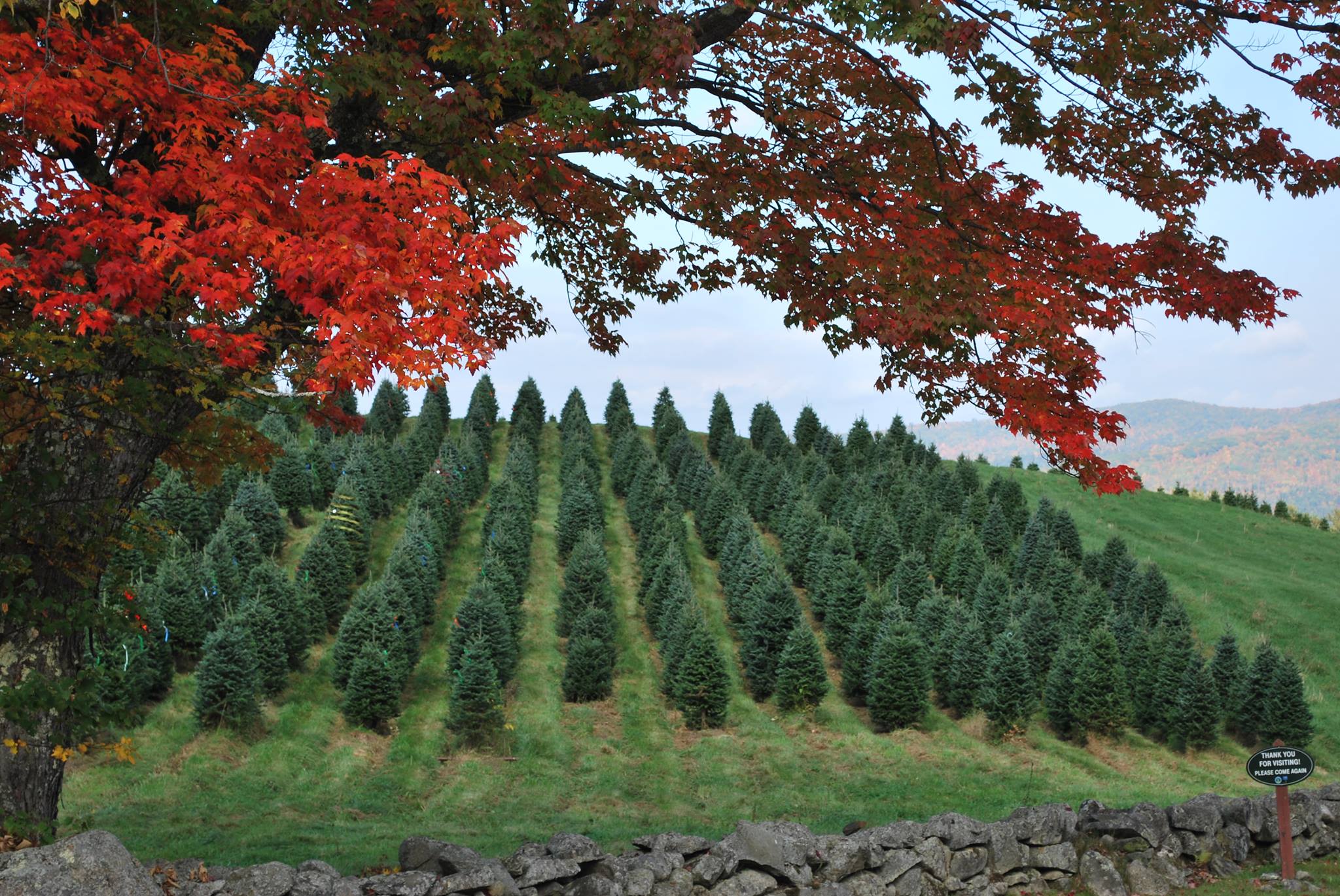 Red leaves frame a view of rows of growing Christmas trees.