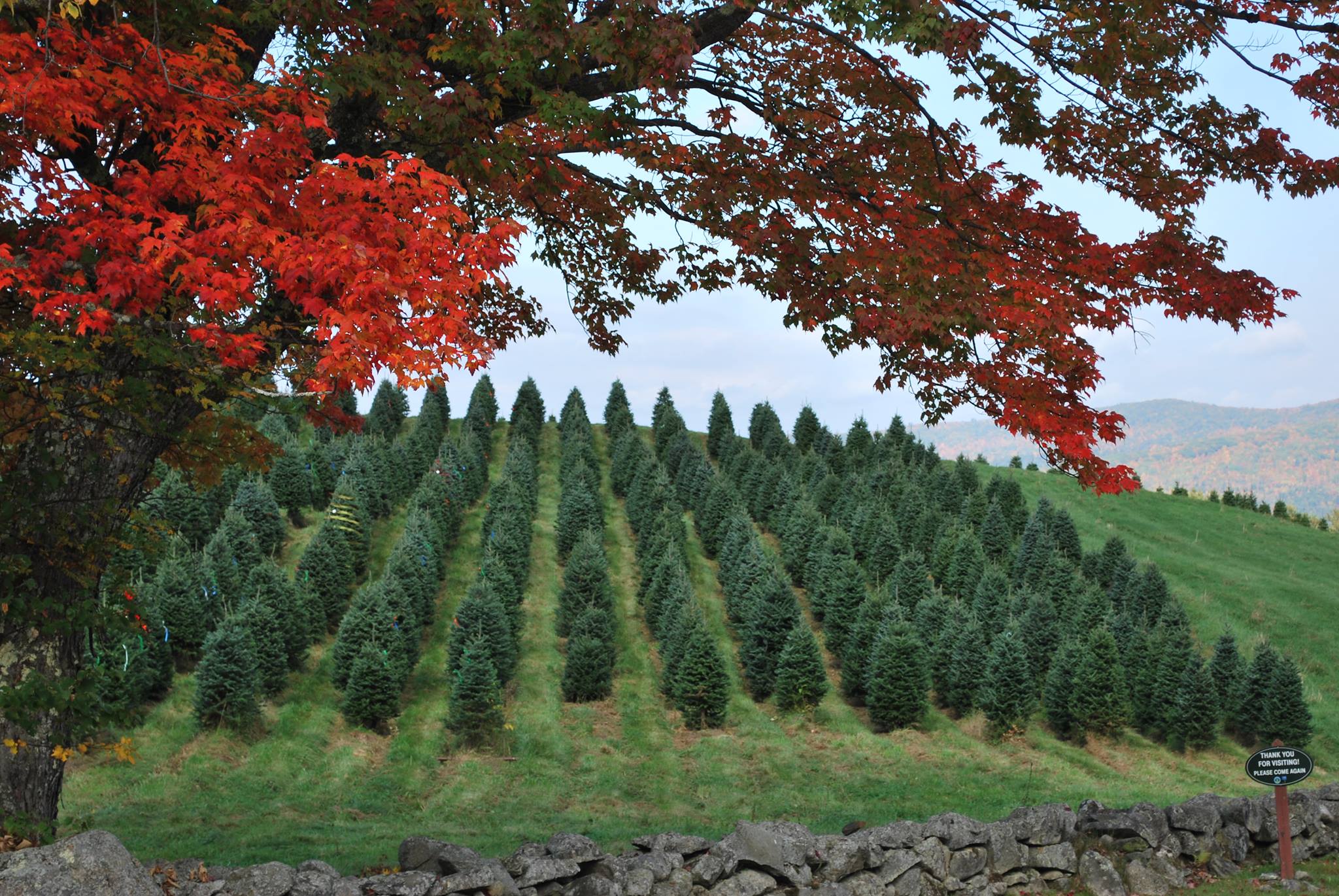 Red leaves frame a view of rows of growing Christmas trees.