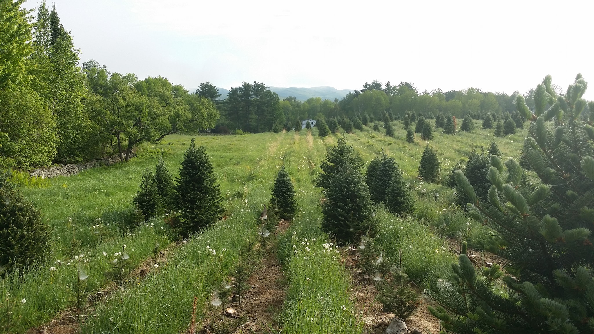 Rows of Christmas trees in a green field with a few tiny saplings among them.