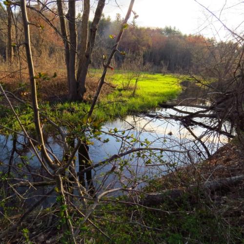 golden morning sunlight green reeds along Mill Brook wetland tributary to Merrimack River in Concord