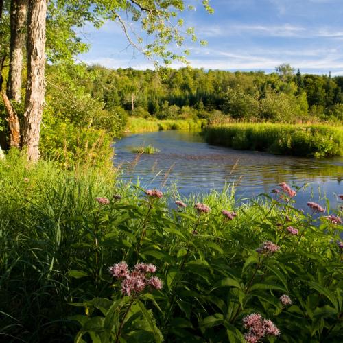 A river flows by a forest and pink wildflowers on the shore.