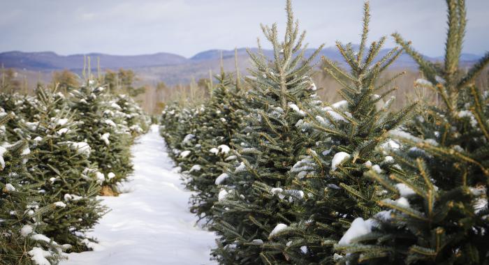 Looking through the rows of Christmas trees at The Rocks in winter.