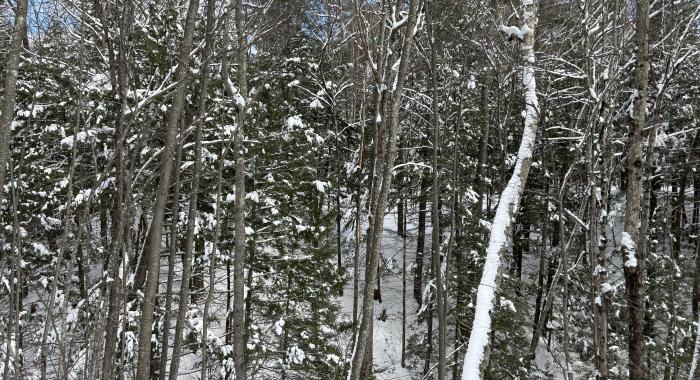 The forest outside the Conservation Center in winter.