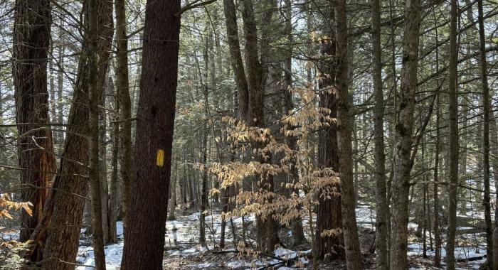 Looking into the woods, with only a bit of snow, at Heald Tract.