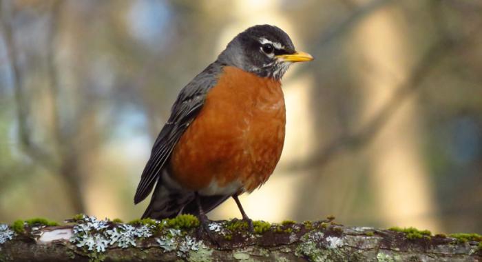 A robin on a branch in spring.