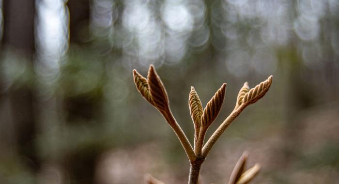 A spring bud at Mt Major.