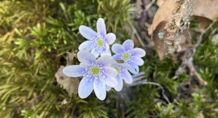 Hepatica blooms on the forest floor.