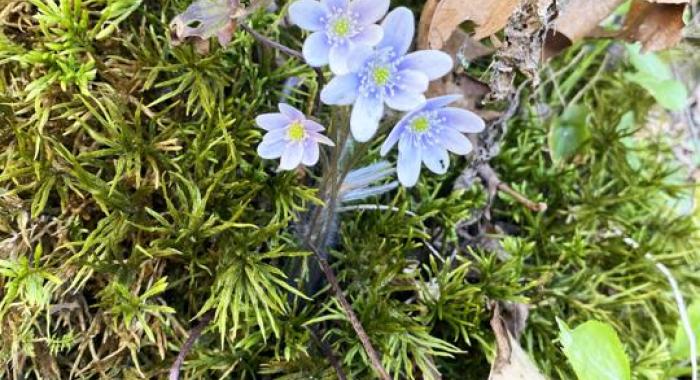 Hepatica, a relative of the buttercup, is also known as liverleaf or liverwort. 