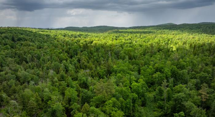 Jennings Forest as seen from above in spring with thunder clouds.