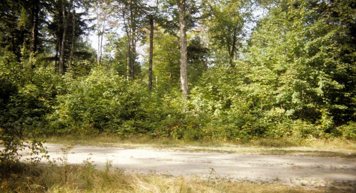 Bartlett forest in summer.