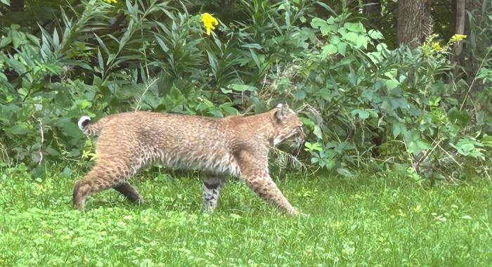 A bobcat near the woods at the Center.