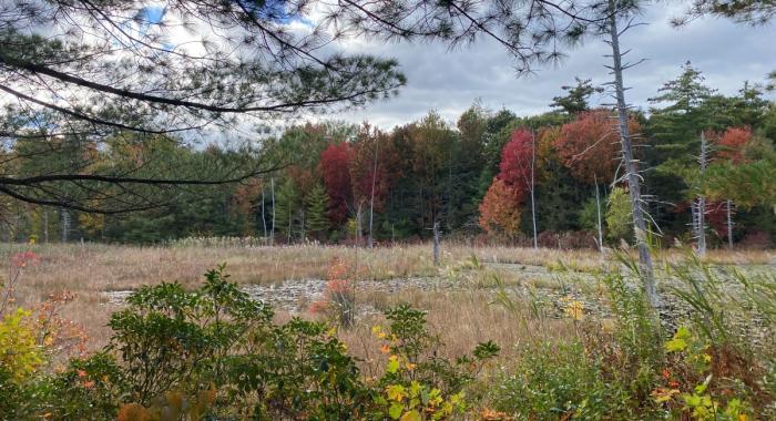 Fall colors at the beaver pond at Monson.