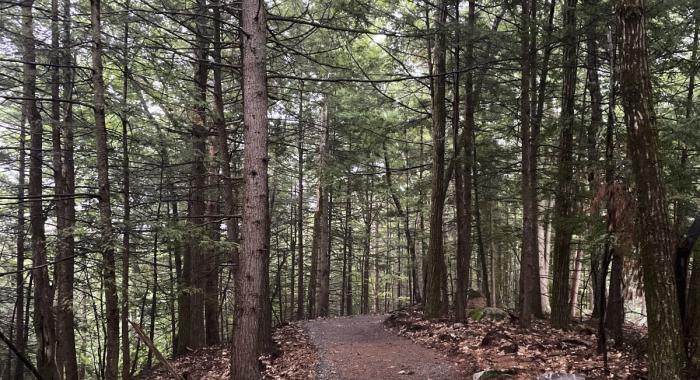 The new section of trail at Mt Major.