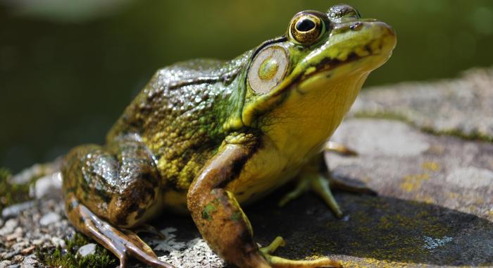 A bullfrog near the pond at The Rocks.