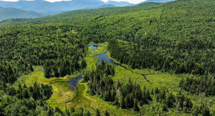 A bird's-eye view from above of Cascade Hill Forest in summer.