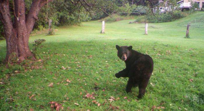 A bear looks at the wildlife camera during a search for apples.