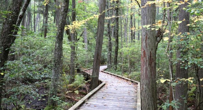 A boardwalk at the Manchester Cedar Swamp.