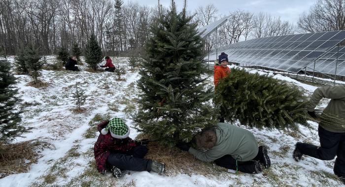 Two children in a snowy field work together to cut down a Christmas tree