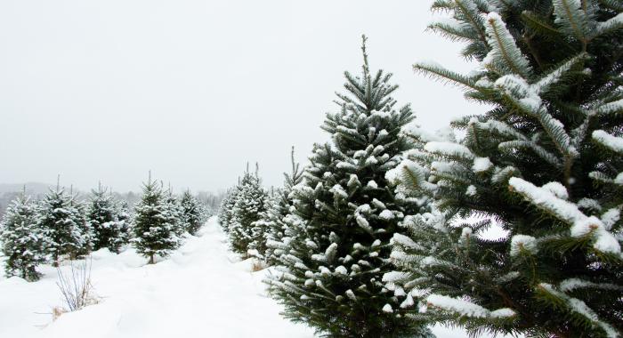 Rows of snow covered Christmas trees in a large field.