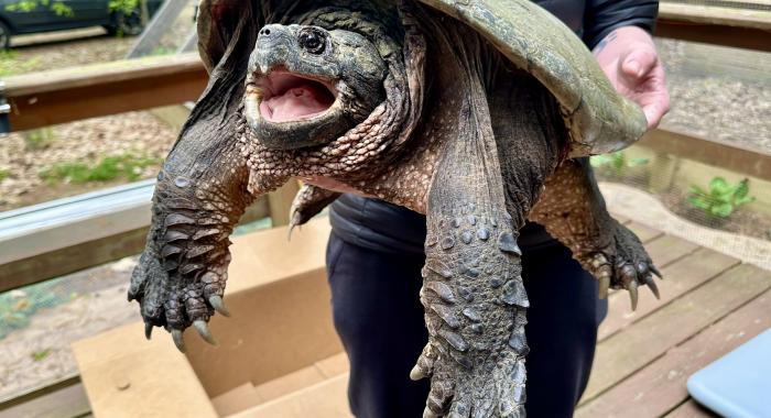 Turtle