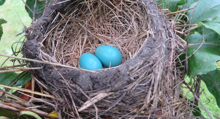 Two blue eggs in a bird's nest 