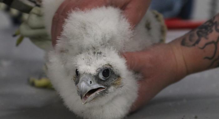 Peregrine courtesy Mark Timmerman