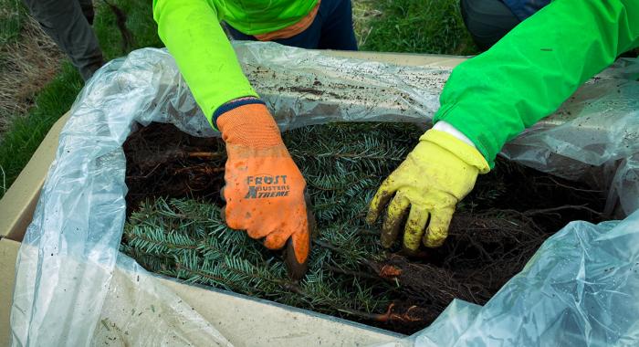 Two gloved hands reach into a box of Christmas tree saplings