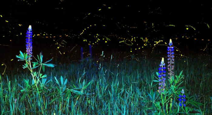 Fireflies