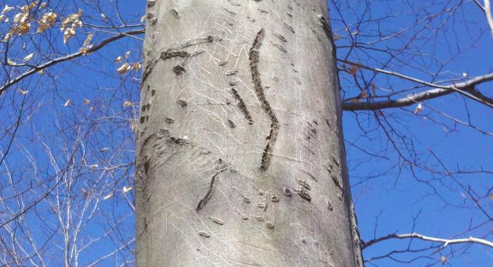 Bear claw marks on a beech tree.