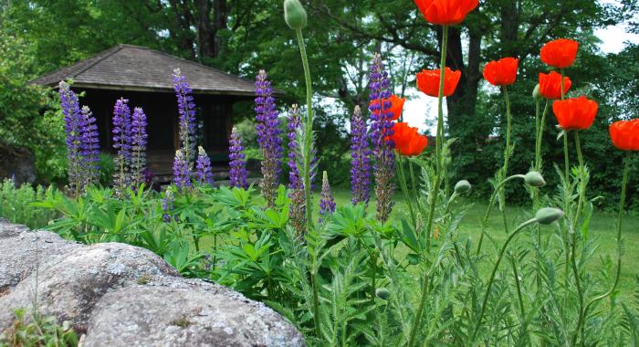 colorful flowers along rock wall near tea house