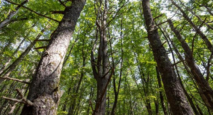 Trees
