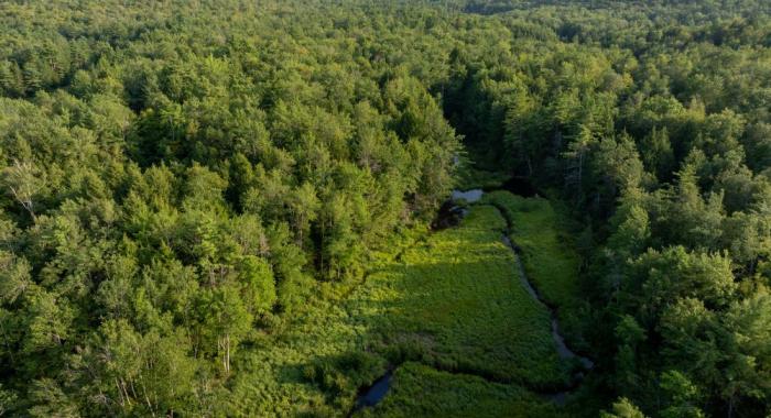 Rydstrom Family Forest
