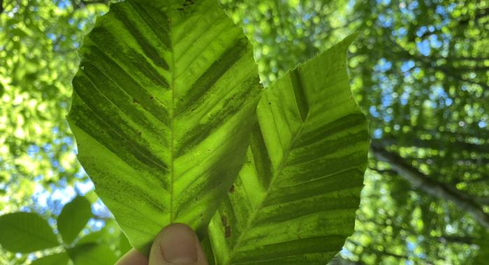 Beech Leaf Disease