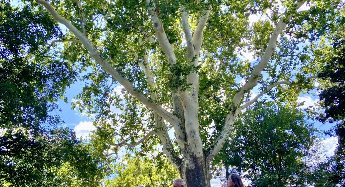 Tree hugging