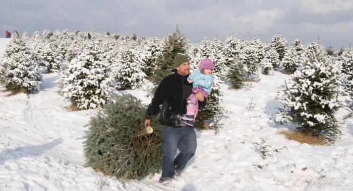 Carrying child dragging tree through tree field