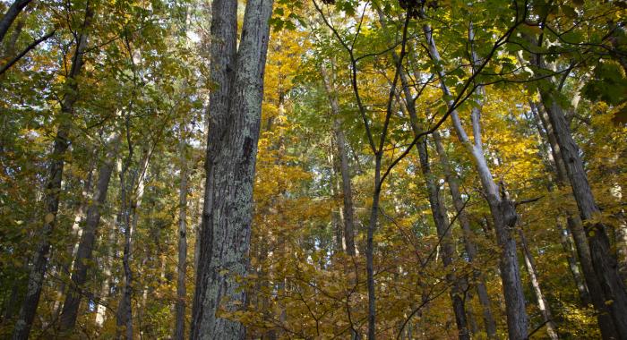 Floodplain in the fall
