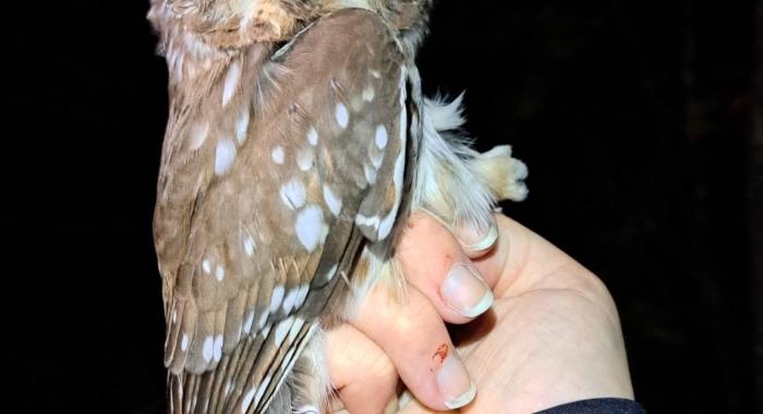 Northern Saw-whet Owl
